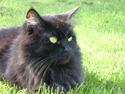 Maine Coon Mia R.I.P