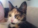 Huskat missen ( speedi )