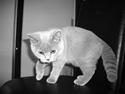 British Shorthair Mika Død 12/04-09