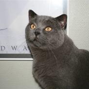 British Shorthair Moore Beauty Billie