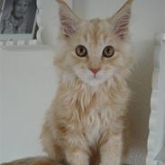 Maine Coon Vinterbo´s Alfred.