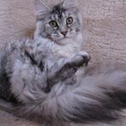 Maine Coon Aquileia P