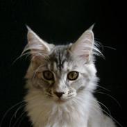 Maine Coon Aquileia P