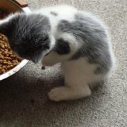 Huskat Gismo.:)
