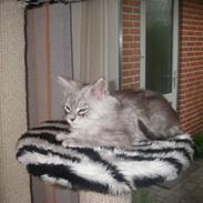 Maine Coon Ozzy