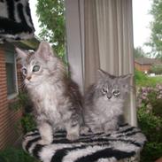 Maine Coon Ozzy