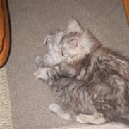 Maine Coon Ozzy