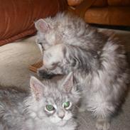 Maine Coon Ozzy