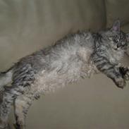 Maine Coon Ozzy