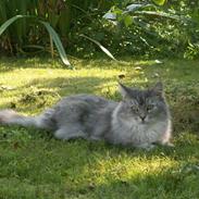 Maine Coon Simba