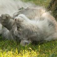 Maine Coon Simba