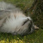 Maine Coon Simba