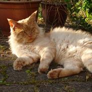 Maine Coon DK Proud Danish Buster