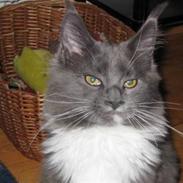 Maine Coon bluebell 