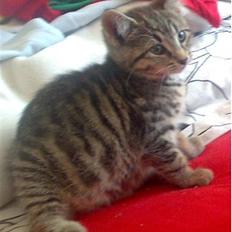 Huskat Nellie Patulny Hovmand