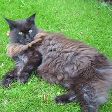 Maine Coon Fair-y-nuff