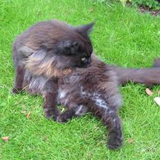 Maine Coon Fair-y-nuff