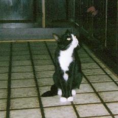 Huskat Miss Picky *død*