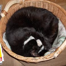 Huskat Miss Picky *død*