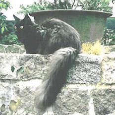 Maine Coon Vendetta† 