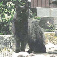 Maine Coon Vendetta† 