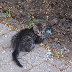 Blanding af racer Snuggi -Væk-