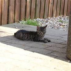 Blanding af racer Snuggi -Væk-