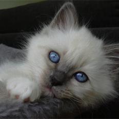 Hellig Birma Feleisa