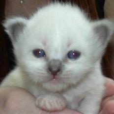 Hellig Birma Feleisa