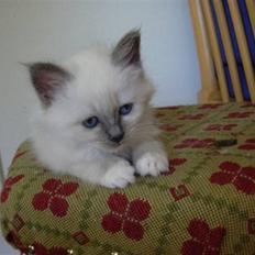 Hellig Birma Feleisa