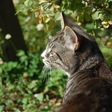 Huskat Figaro ! Forsvundet !