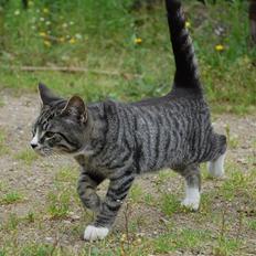 Huskat Figaro ! Forsvundet !