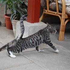 Huskat Figaro ! Forsvundet !