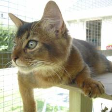 Somali Misomalis Keep Up Special
