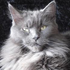 Maine Coon PR Pitho Enigma