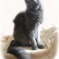 Maine Coon PR Pitho Enigma
