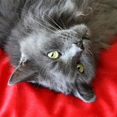 Maine Coon PR Pitho Enigma