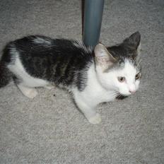 Huskat Gnu  ´død´