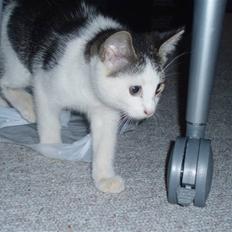 Huskat Gnu  ´død´