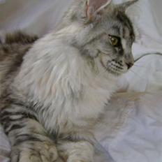 Maine Coon Aquileia P