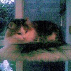 Norsk Skovkat  Carisma Cat's Beauty Que