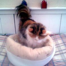 Norsk Skovkat  Carisma Cat's Beauty Que