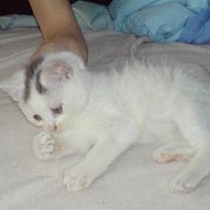 Blanding af racer Minnie