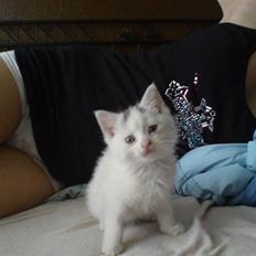 Blanding af racer Minnie