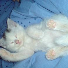 Blanding af racer Minnie