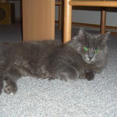 Norsk Skovkat Cæsar