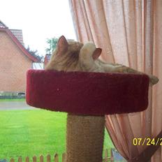 Huskat  Tarzan,  R.I.P