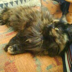 Blanding af racer skvat