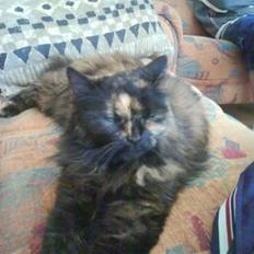 Blanding af racer skvat