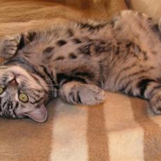 British Shorthair Crazy